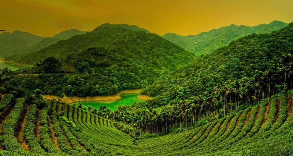 台湾岛台北县石碇乡的茶田