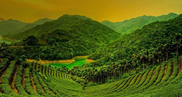 台湾岛台北县石碇乡的茶田
