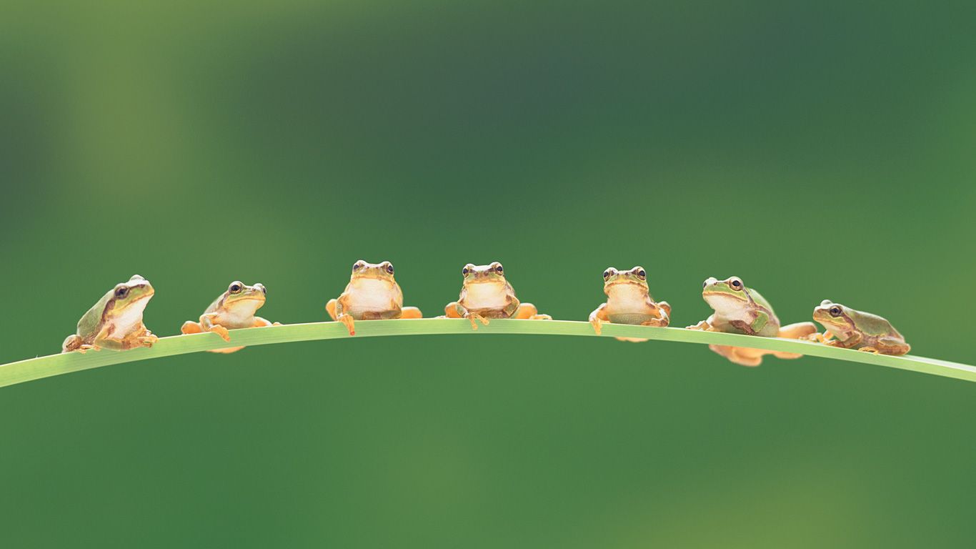 树蛙