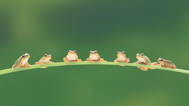 树蛙