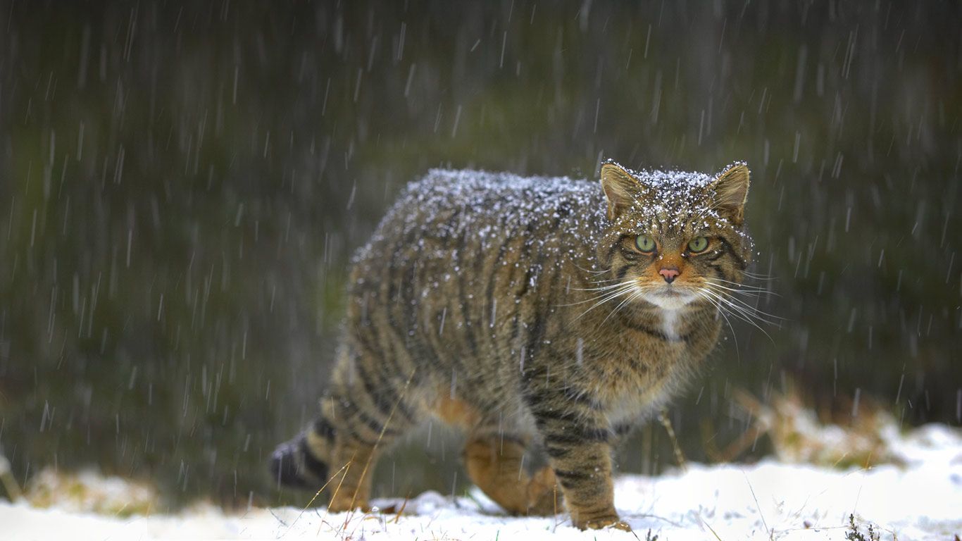 苏格兰的野猫
