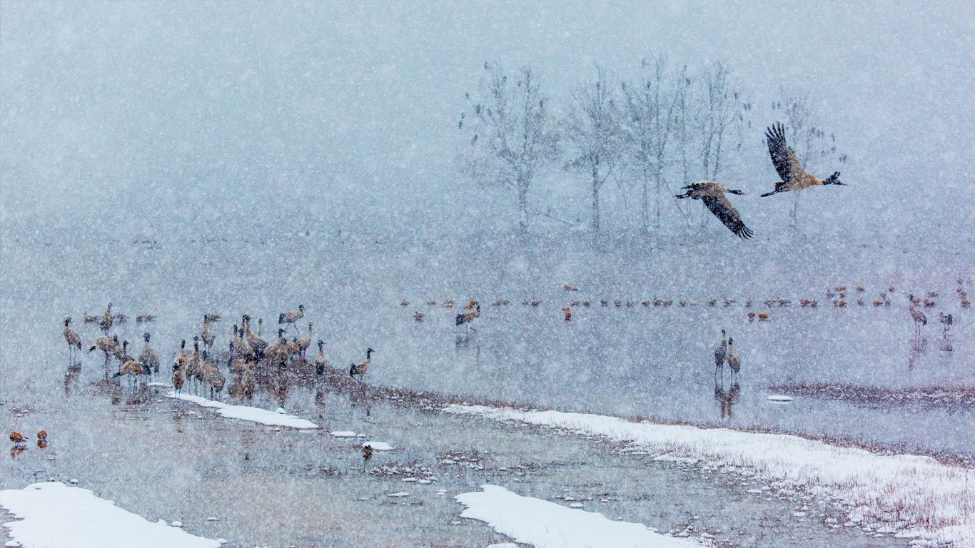 下雪了，许多黑颈鹤在雪中飞舞