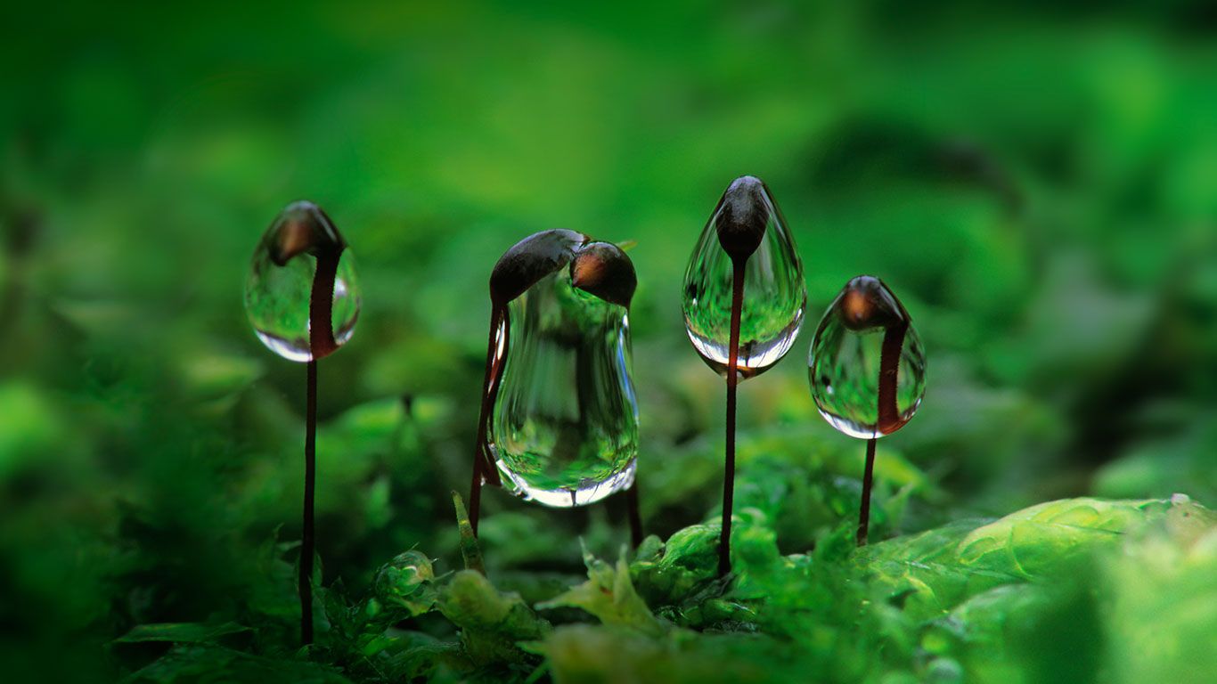 悬挂在卵叶青藓上的露水