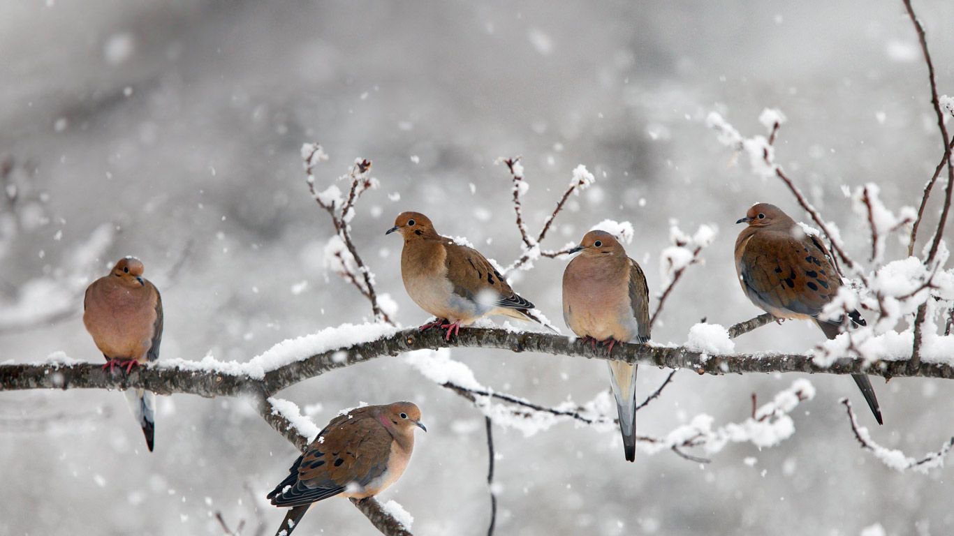 [今日大雪] 加拿大，新斯科舍省，贝尔河附近的哀鸽