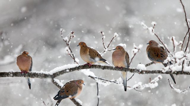[今日大雪] 加拿大，新斯科舍省，贝尔河附近的哀鸽