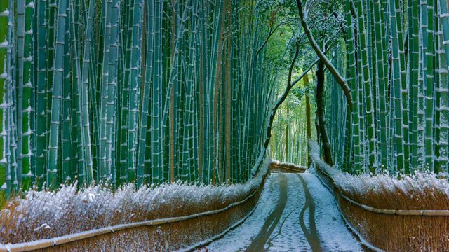 日本，京都，岚山，嵯峨野竹林