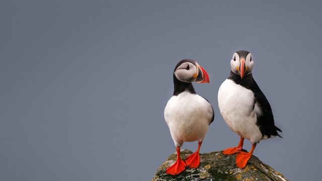 海鹦
