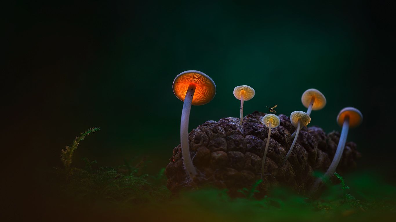 黑暗沙丘中的蘑菇，登海尔德近郊，荷兰