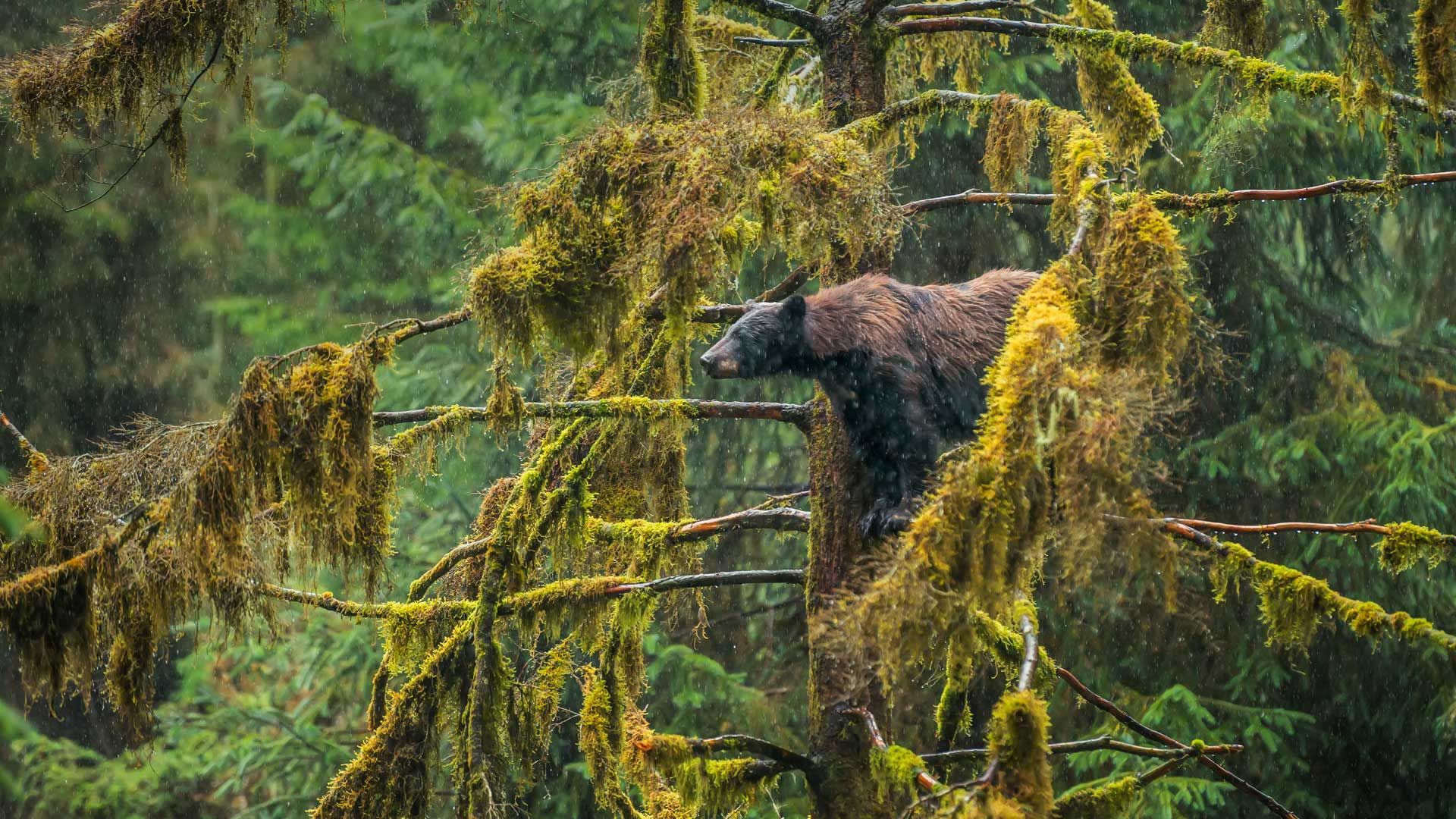 一只在Tongass国家森林公园的成年黑熊，阿拉斯加州