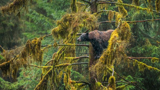 一只在Tongass国家森林公园的成年黑熊，阿拉斯加州