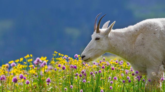 冰川国家公园内的一只高山山羊， 美国蒙大拿州