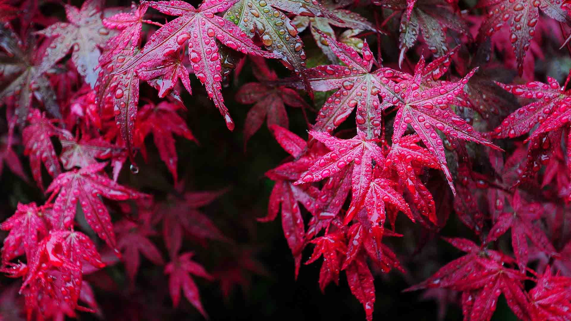 【今日寒露】枫叶上的露滴，中国四川华蓥