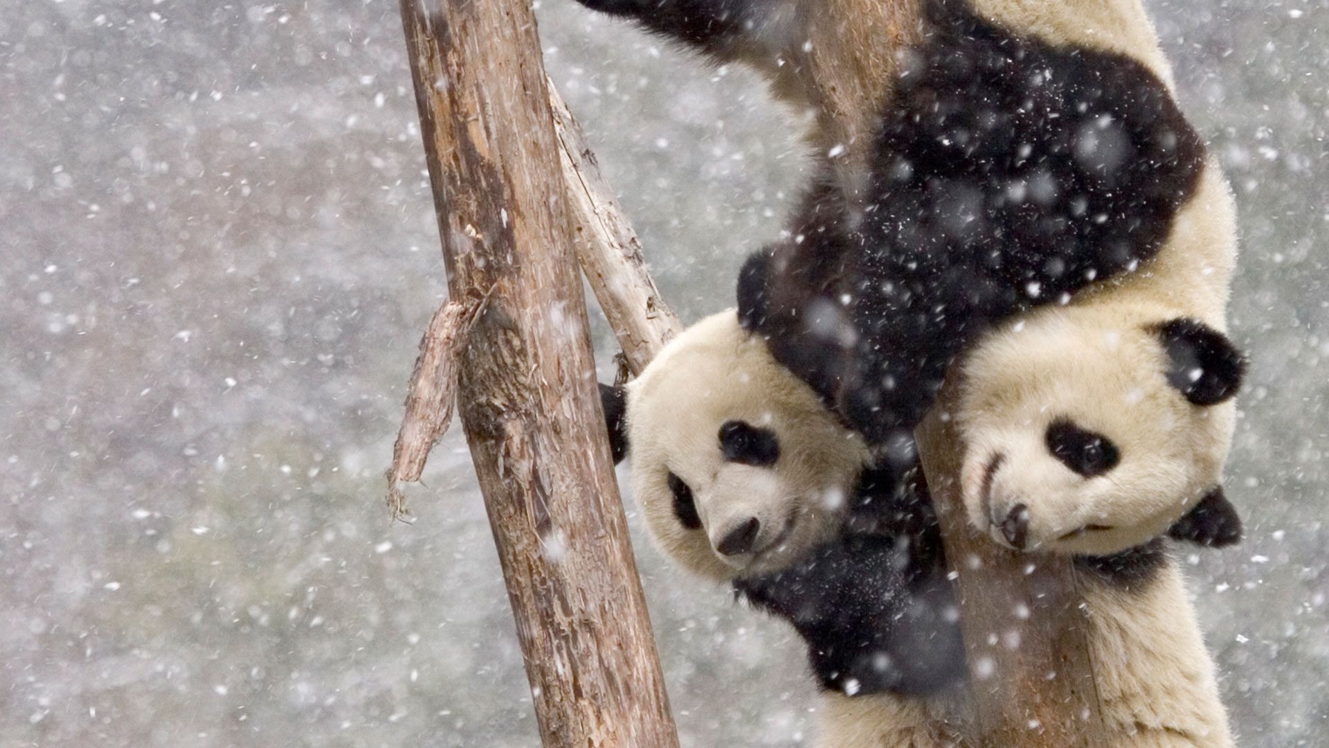 【今日大雪】暴风雪中两只在树干上攀爬的大熊猫，中国四川