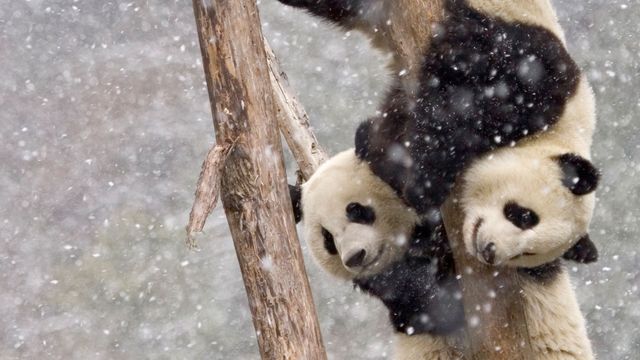 【今日大雪】暴风雪中两只在树干上攀爬的大熊猫，中国四川