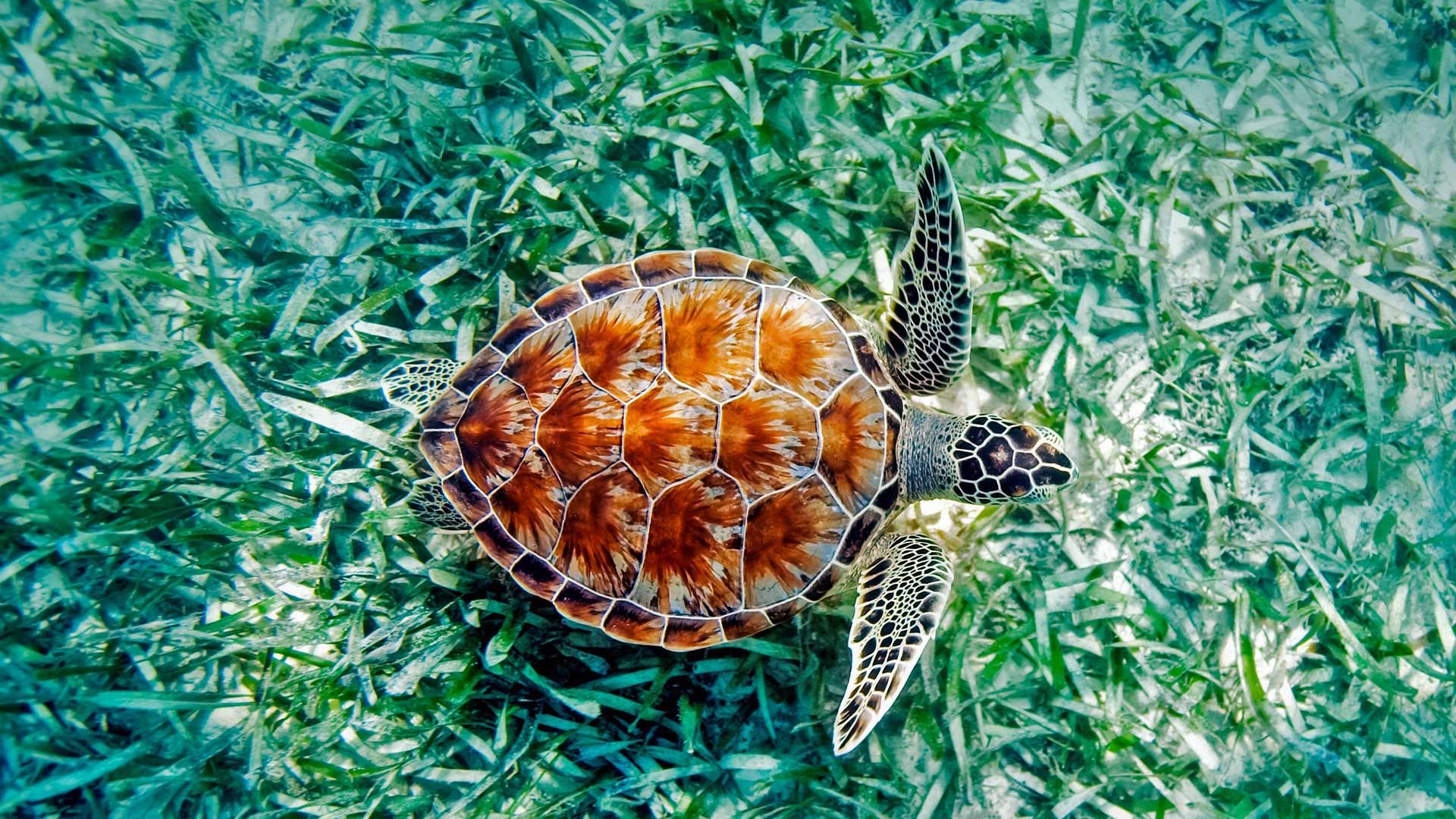 夏威夷的绿海龟