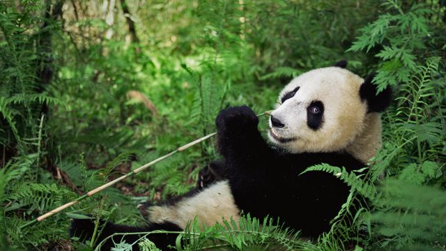 卧龙国家级自然保护区的大熊猫，中国四川