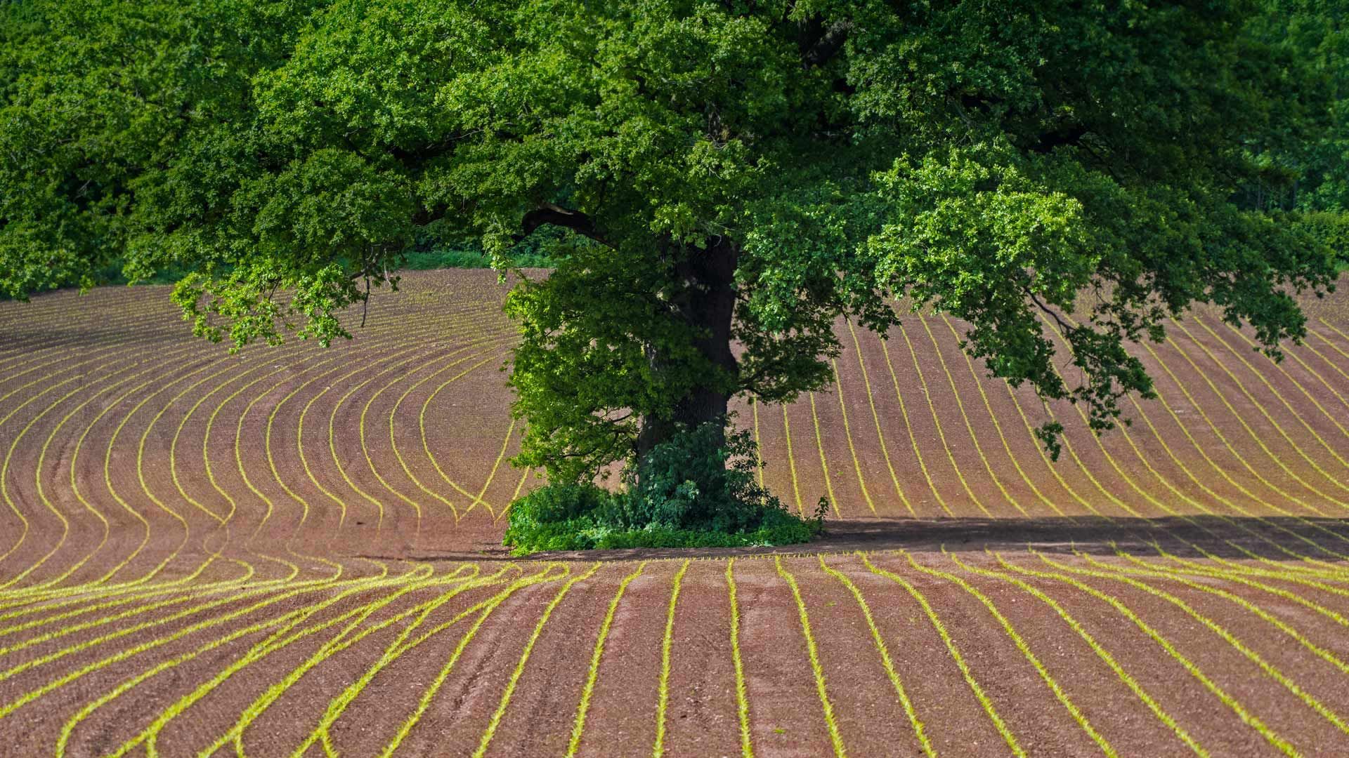 蒙茅斯郡田地上的英国橡树，英国威尔士