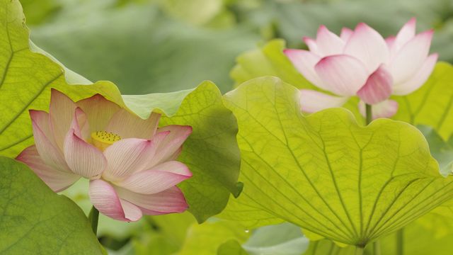 【今日夏至】夏至到，荷花开（© Adam Jones/DanitaDelimont.com -- All rights reserved）