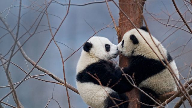 【今日国际接吻节】两只大熊猫宝宝，中国