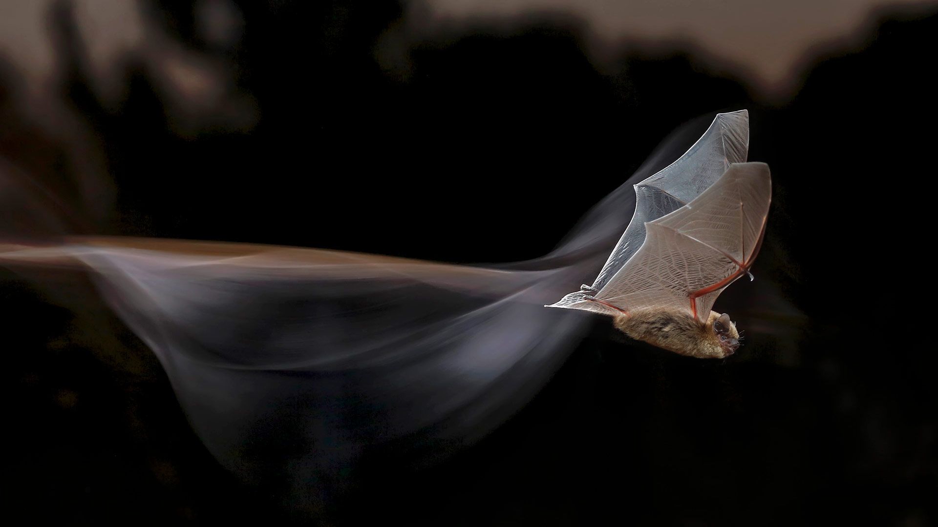 捕食昆虫的夜间精灵，会飞的小老鼠？。别只看外表，我可是个实实在在的益虫哦