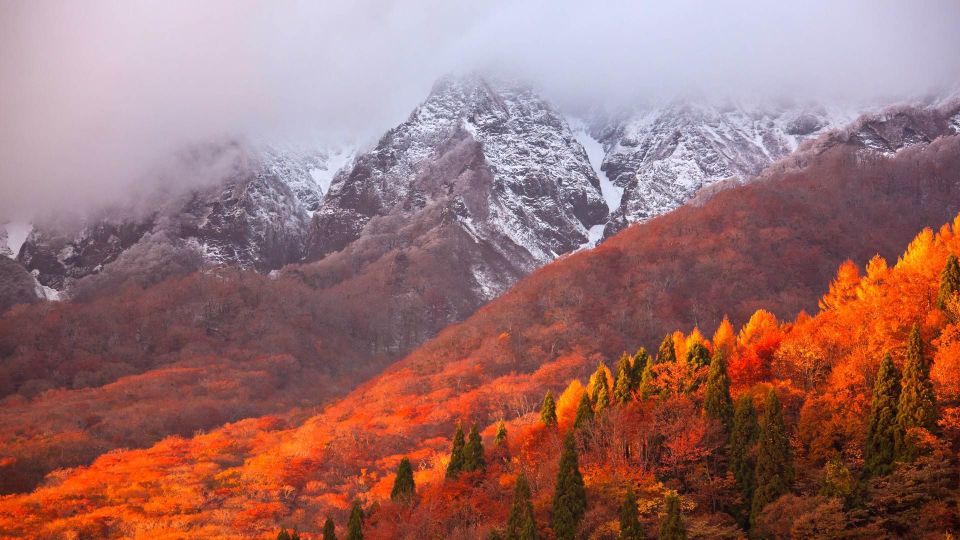 一座叫做大山的大山，神奈川的新视角。温暖治愈系必打卡之地