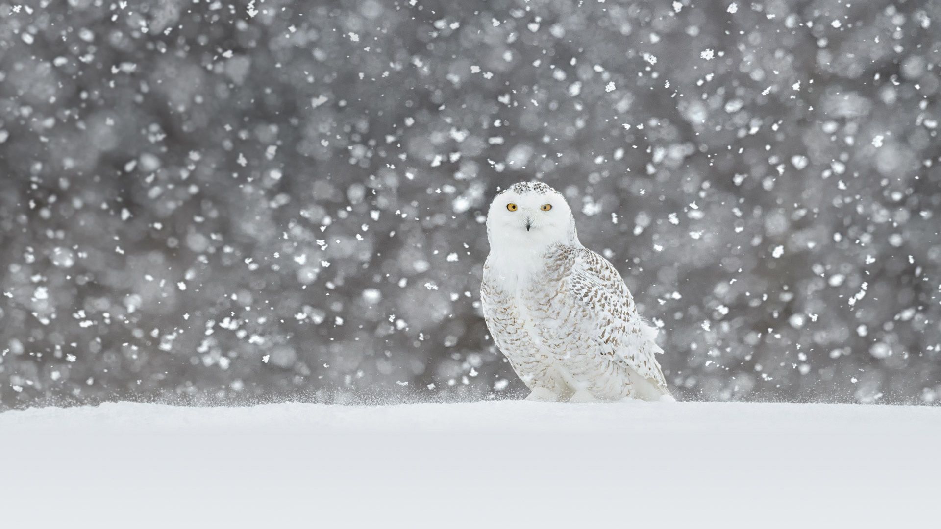 冰天雪地中的洁白天使，就要跟其他猫头鹰不一样。喂，你是猫头鹰界派来的精灵吗
