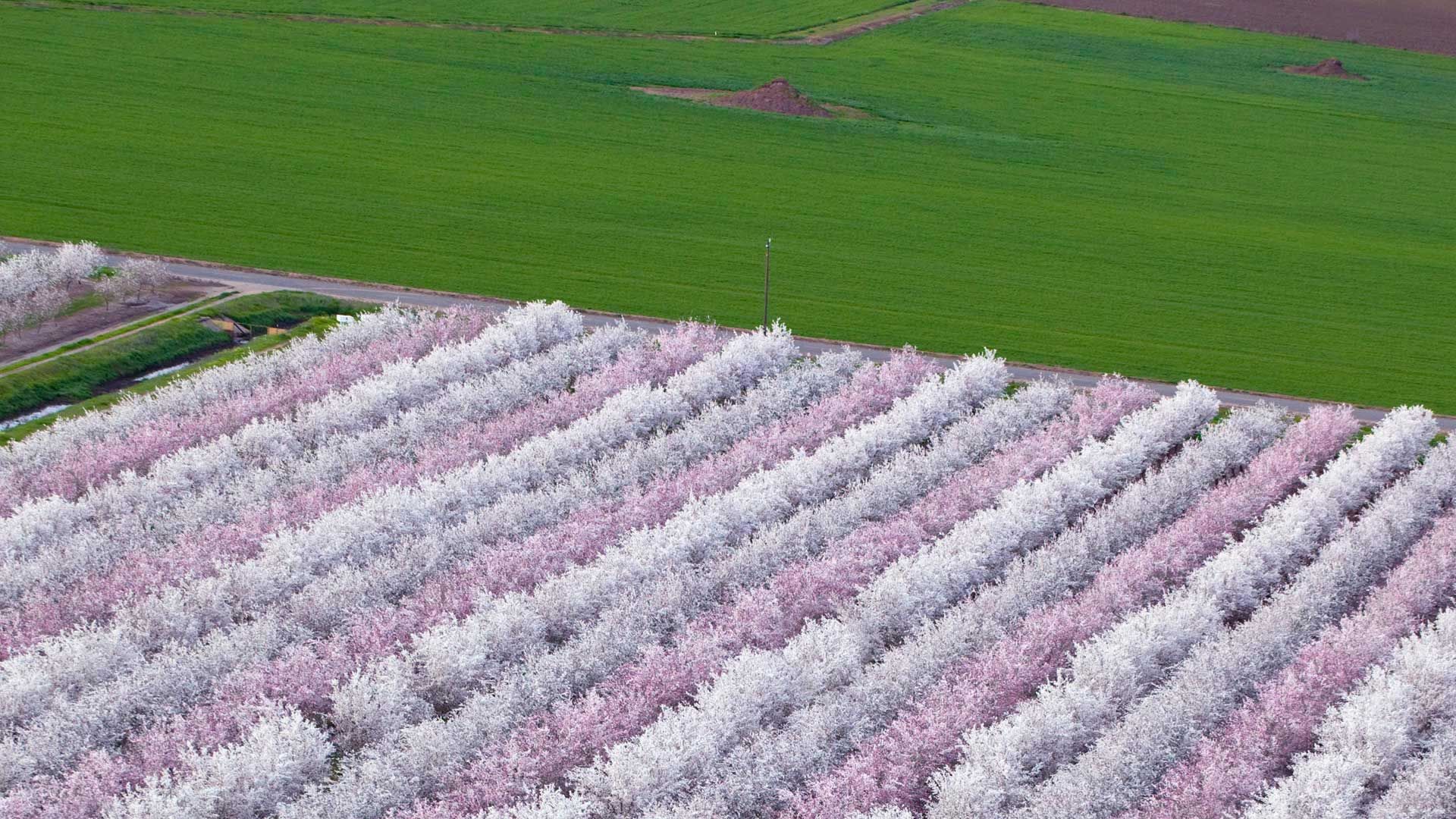 农田花海，关于吃，在加州是认真的。吃货们！醒醒！
