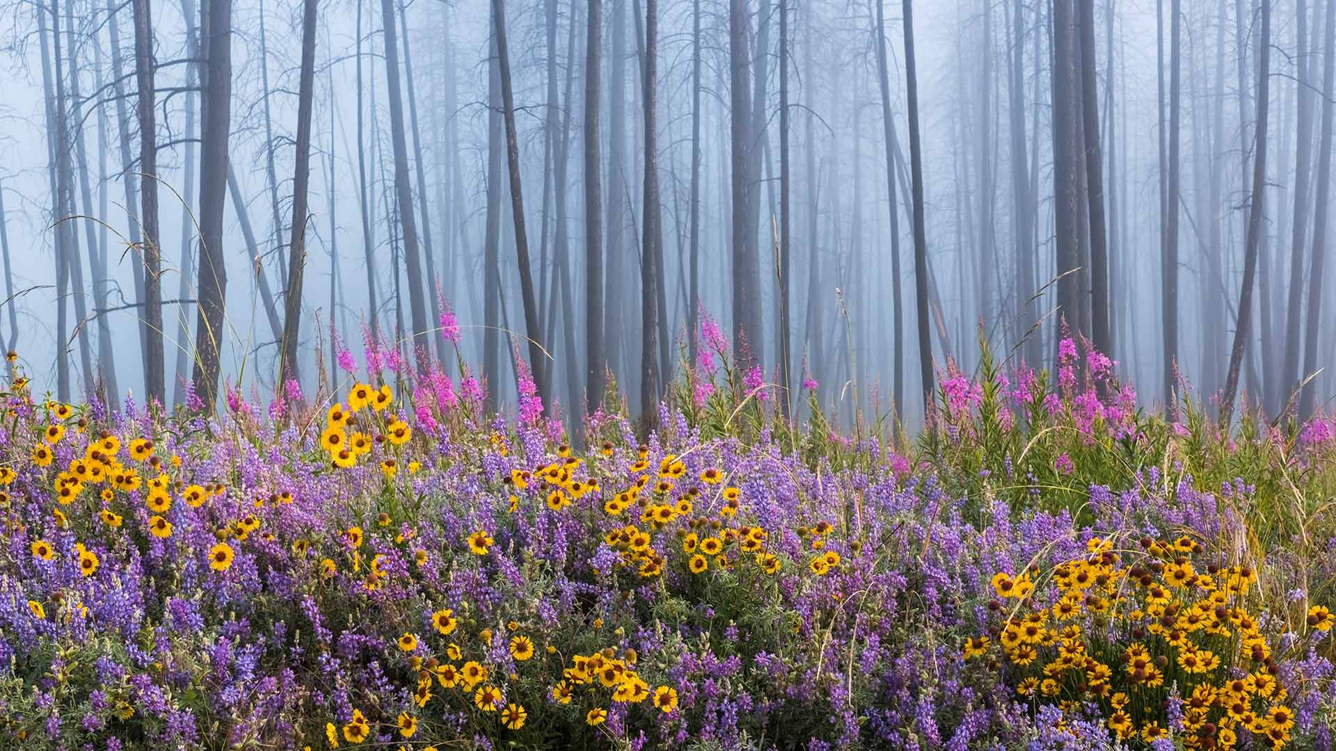 Ne-hoi-al-pit-kwu上的花