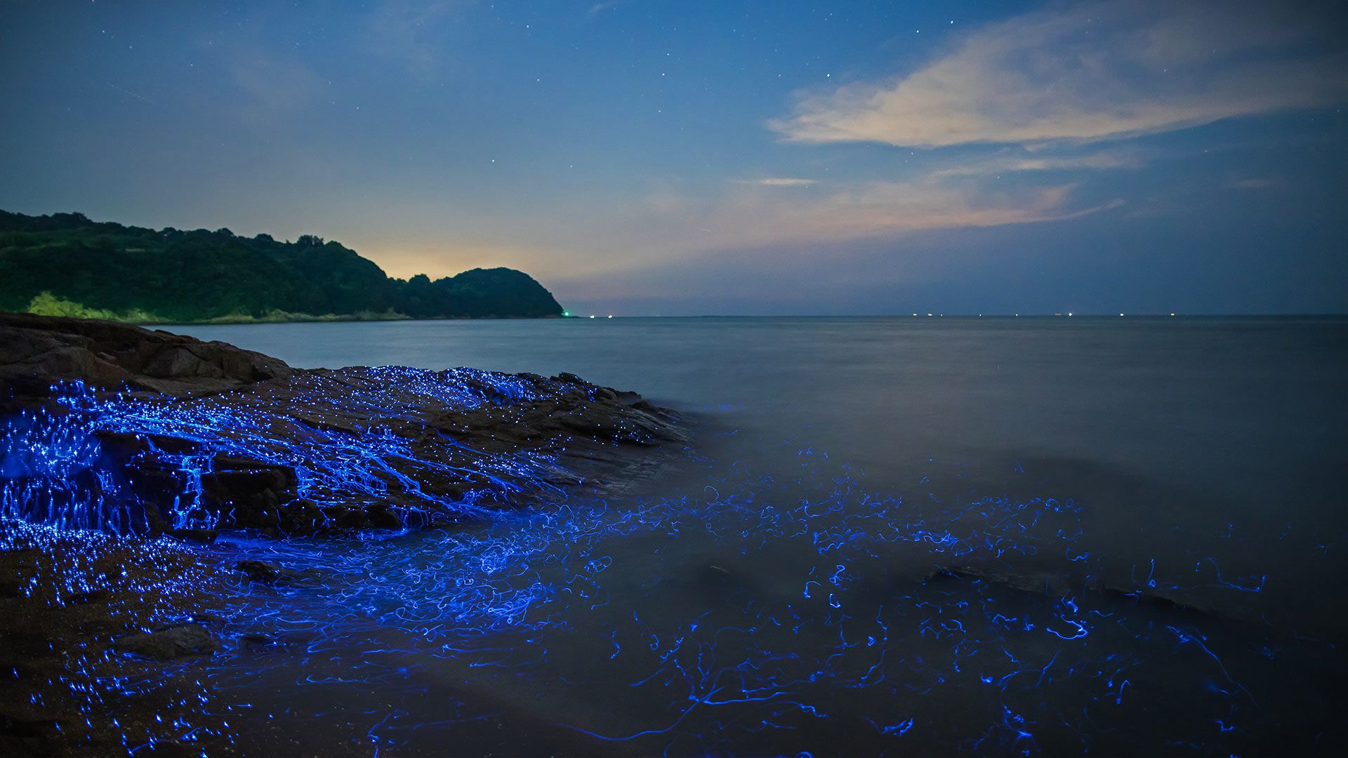 海边的萤火虫