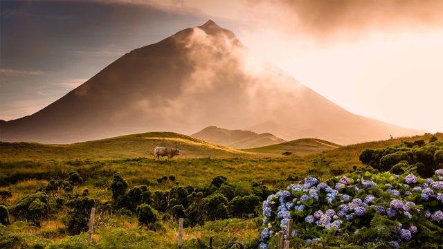 一头牛，一些花，和一座地平线火山。