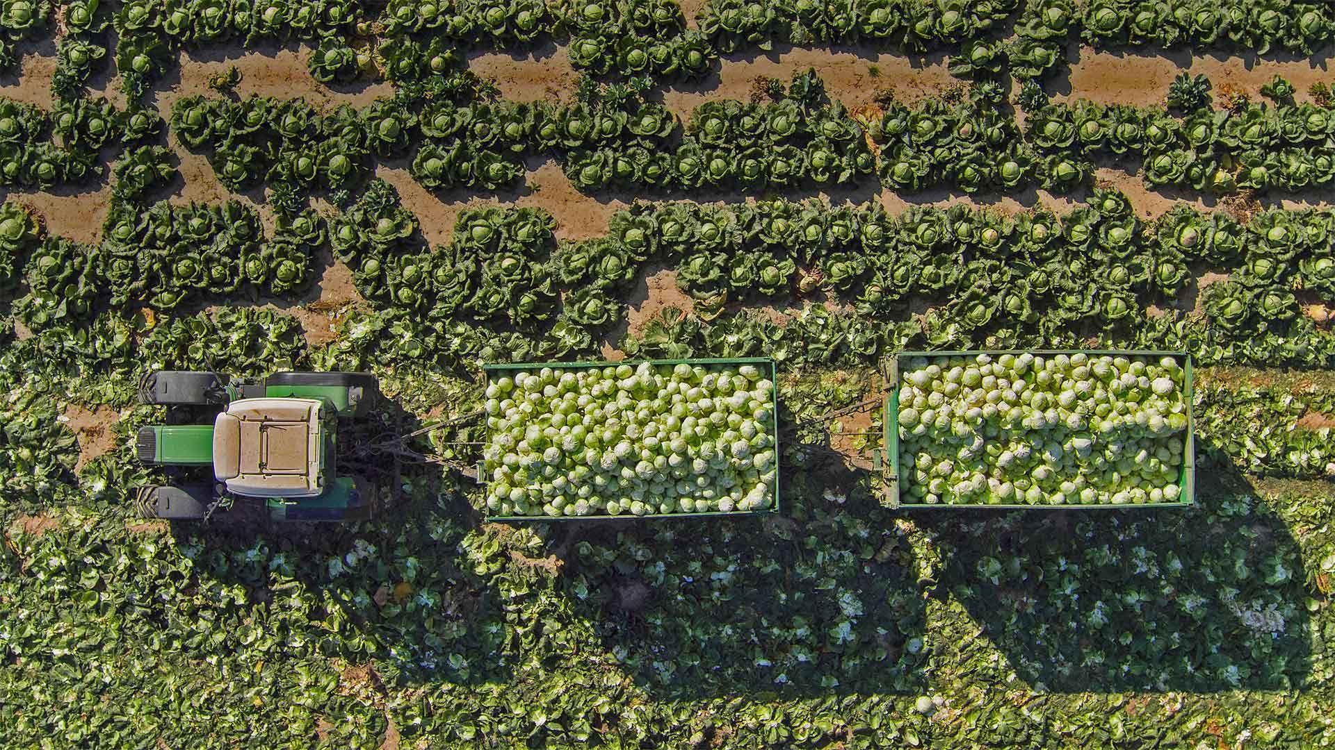 世界粮食日，是收获的季节