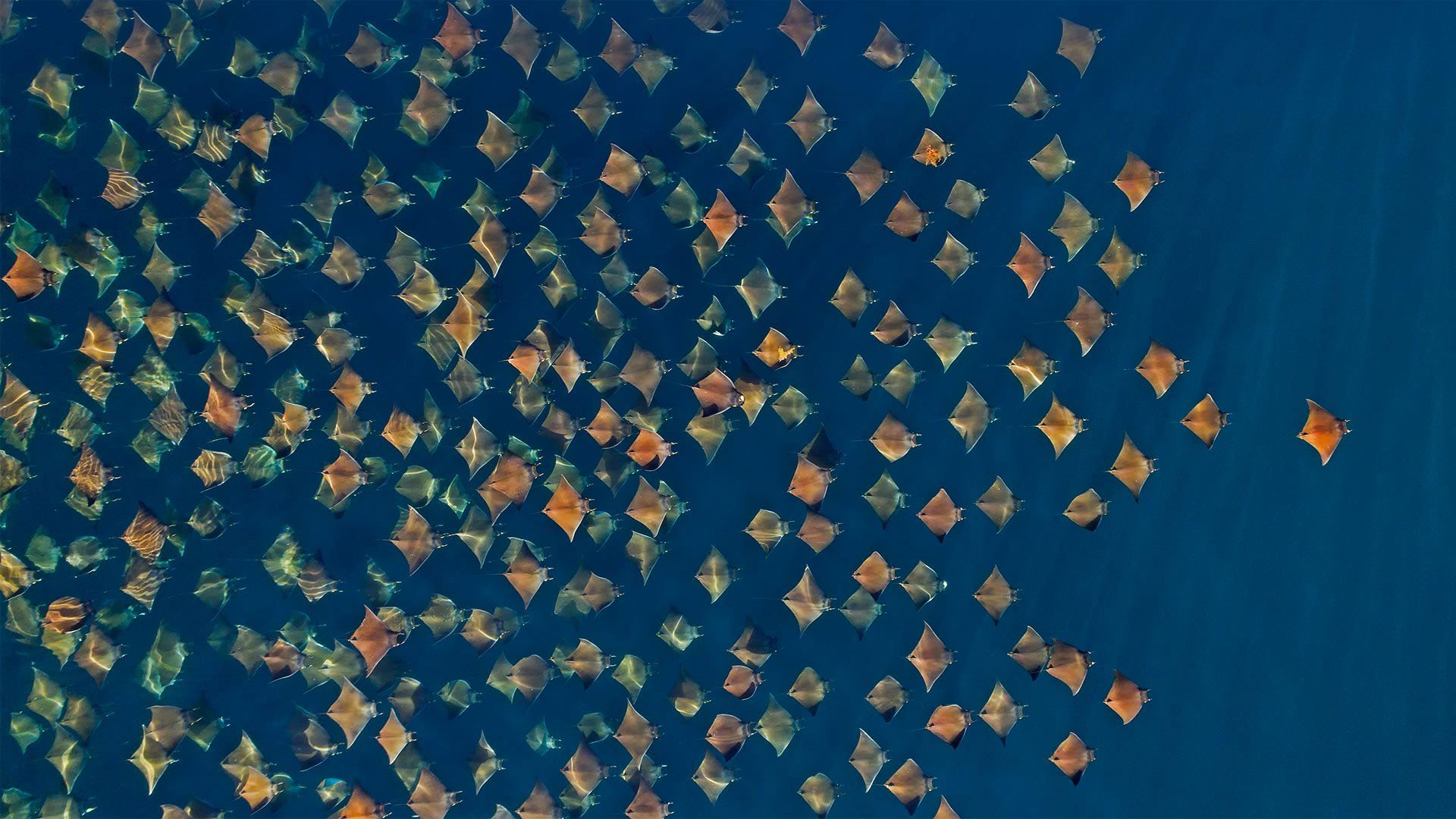 Rays的游行