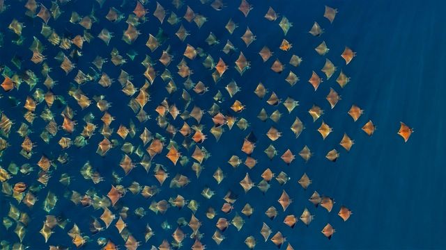 Rays的游行