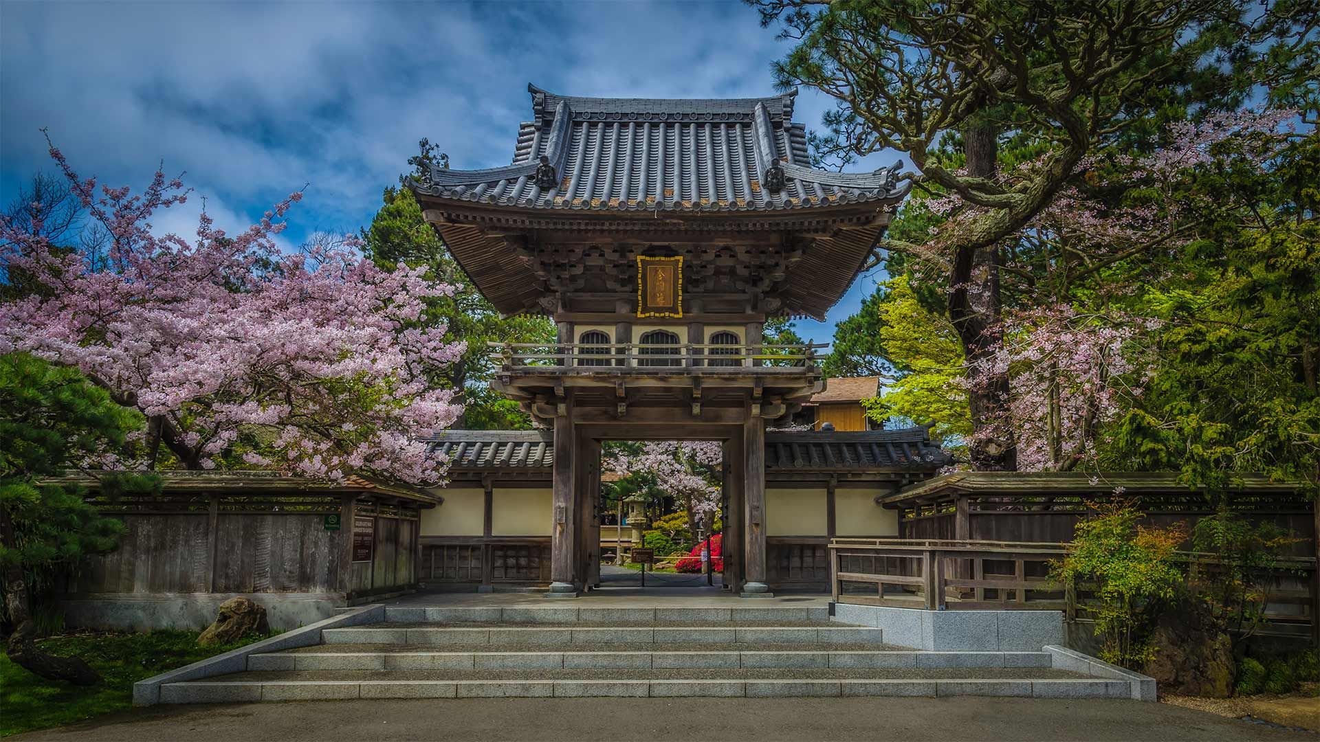 樱花盛开