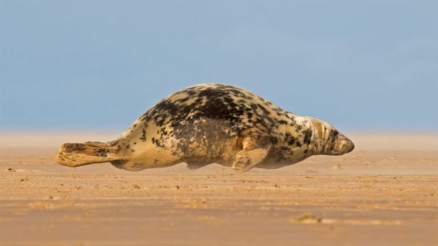 今天是星战日，英国北林肯郡'多纳努克的高灰海豹'。