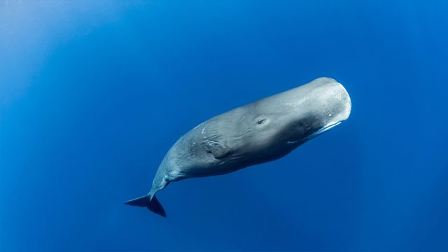 加勒比海多米尼加罗索海岸的抹香鲸
