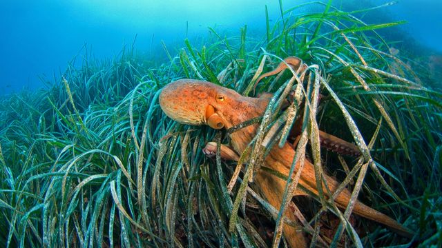 在法国海岸附近狮子湾的海草中常见的章鱼