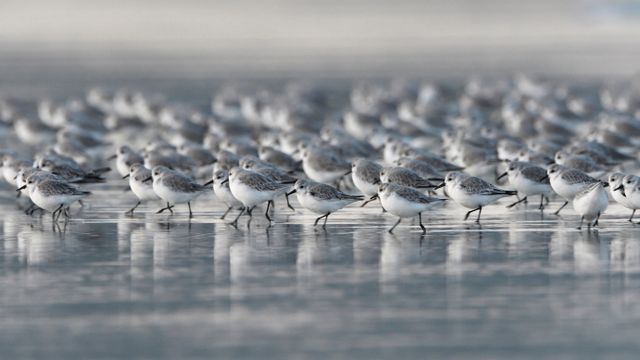 三趾鹬