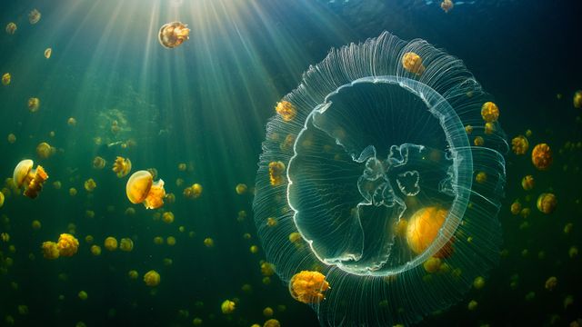 海月水母