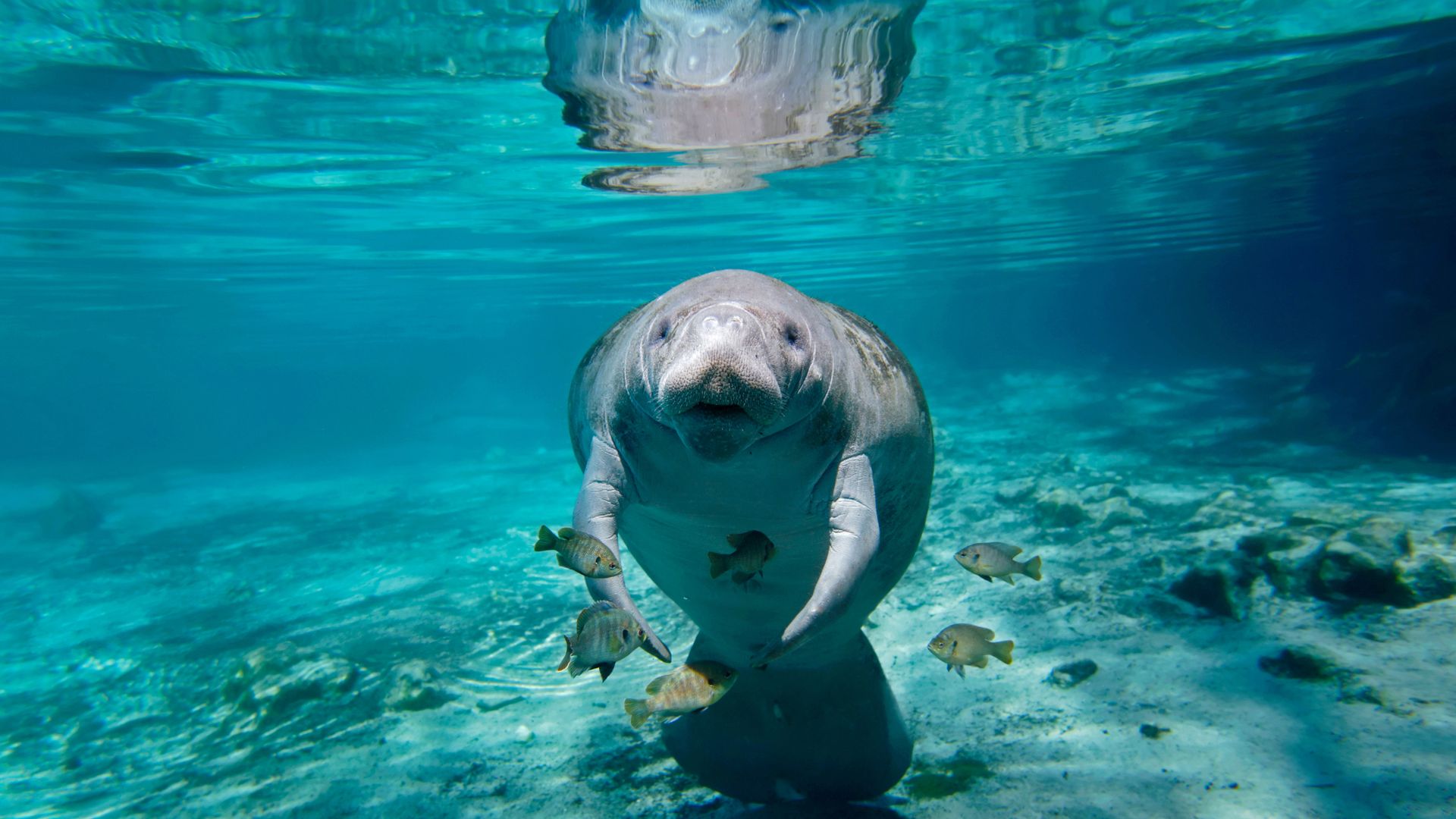 海牛