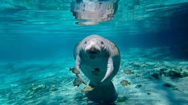 海牛