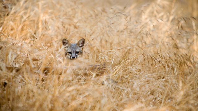 国家公园中狡猾的常住居民