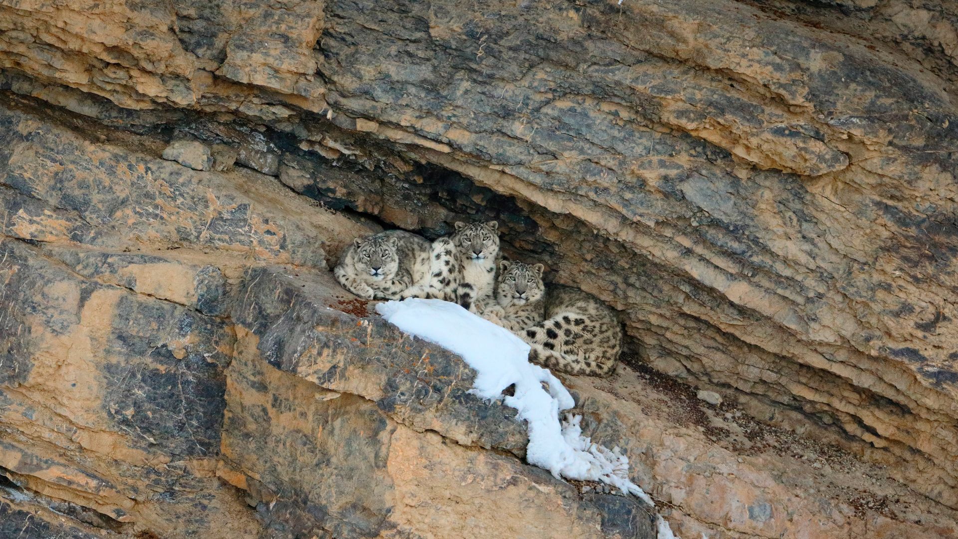 雪中深情