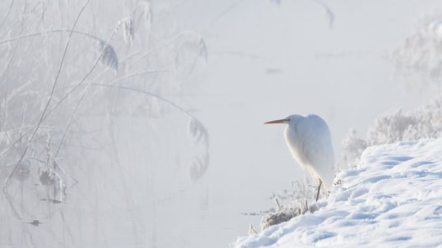 雪原之王
