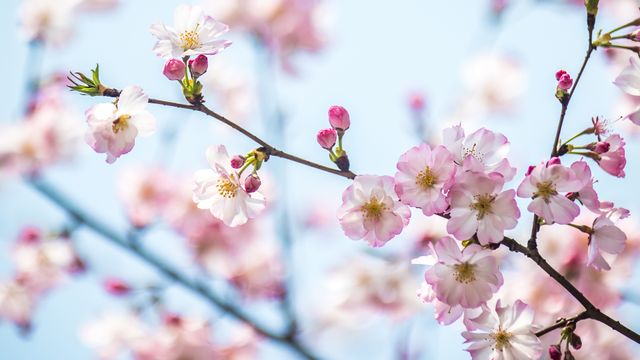 春日绯梦