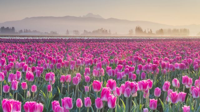 花瓣巡游