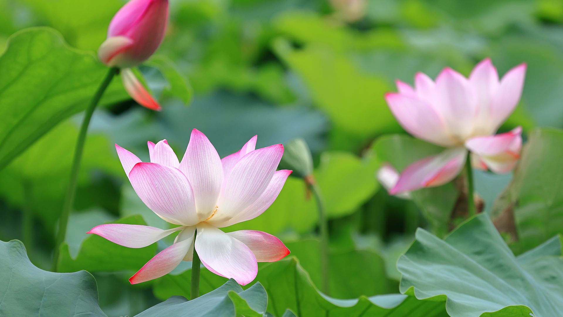 藕花风起，首夏清和