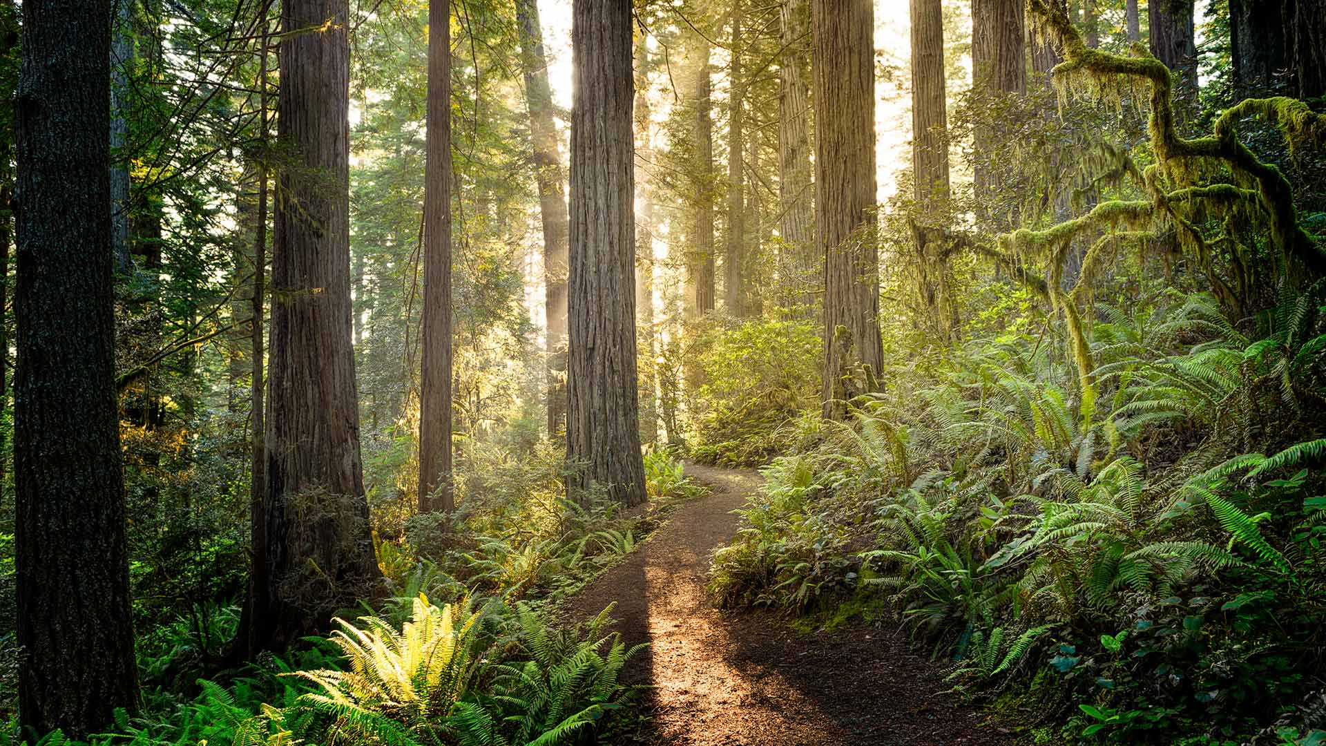 守护美国瑰宝