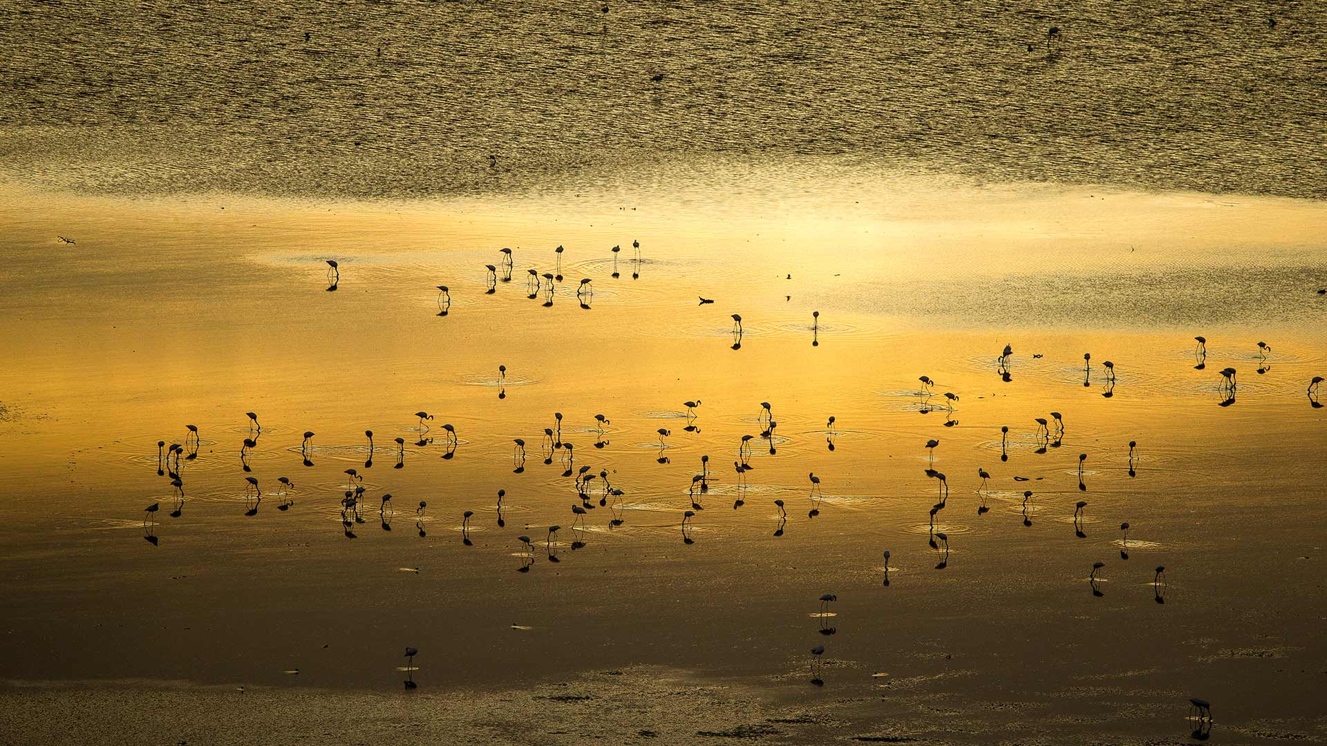 湖水、野生动物与奇景
